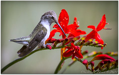 Other Hummingbirds