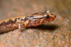 Newts and Salamanders in Appalachia