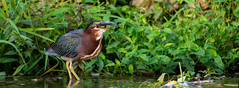 Another green heron catches a fish
