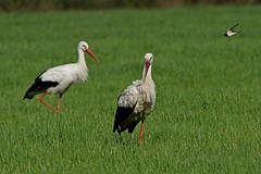 Storks & Spoonbills - Ciconiidae - Störche & Löffler