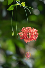 Malvaceae