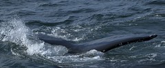 ISLANDE : observation baleine @ péninsule Snæfellsnes, 08/2021