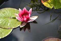 Water lilies - Seerosen