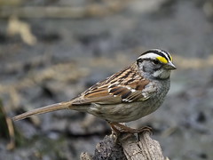 White-throated Sparrow - Forest Park, New York, USA