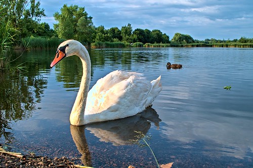 51385603202 7ecb755f2e Swan in a fairy lake
