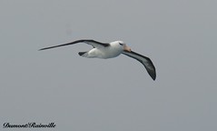 Albatros (Antarctique et Géorgie du Sud)