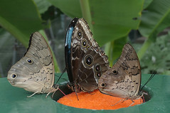 DUNEDIN'S TROPICAL FOREST BUTTERFLY HOUSE