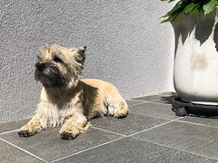 Pia - The Cairn Terrier
