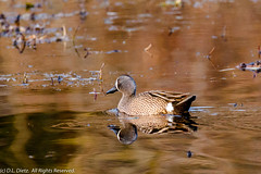 BIRDS - Blue-Winged Teal
