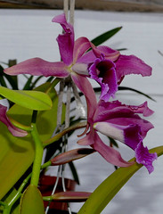 orchid hybrids i've bloomed #16