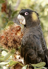 Cockatoos (Cacatuidae)