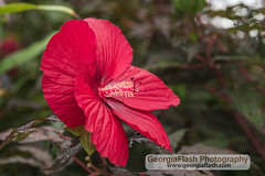 Gainesville Botanical Gardens