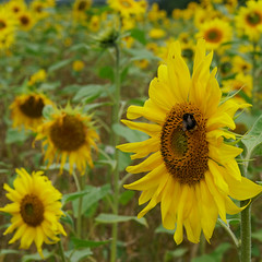 Sunflowers August 2021