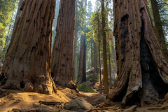 Sequoia/Kings Canyon NP