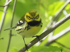 Black-throated green Warbler - Forest Park, New York, USA