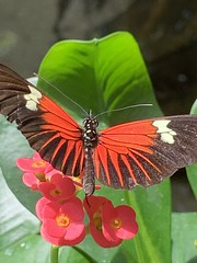 Key West Butterfly and Nature Conservatory