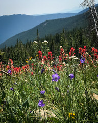 RMNP: Wildflowers (August 2021)