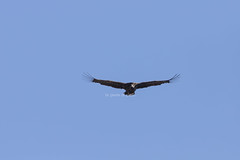 Avvoltoio monaco - Aegypius monachus - Μαυρόγυπας - Cinereous vulture - Vautour moine - Mönchsgeier - Voltor negre - Rjavi jastreb - 秃鹫 (物种) - Sup starješina -