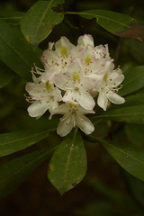 Flora of the Smoky Mountains