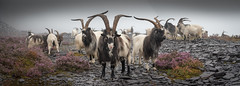 Goats of Dinorwic