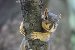 UM Squirrel All P365