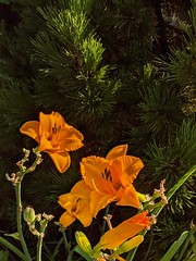 Orange day lilies in front of Pinus heldreichii 'Mint Truffle', US National Arboretum