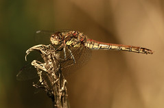 Dragonflies and Damselflies.