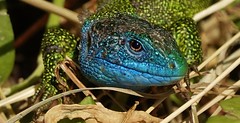 Lacerta Bilineata - Lézard Vert - Ramarro - Smaragdeidechse - Lagarto Verde - Western Green Lizard