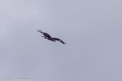 BIRDS - Osprey