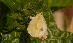 Large White Butterfly Egg Laying