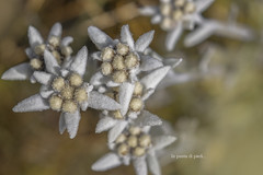 Stella alpina - Leontopodium alpinum - Edelweiss -