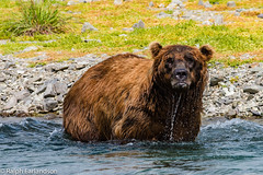Kodiak Bears of Alaska