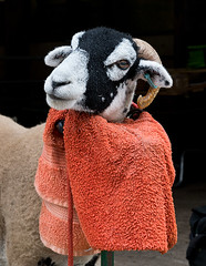 Preparing sheep for show / Success at Kilnsey Show