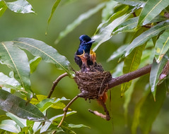 African paradise flycatcher and chicks