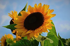 Lakeland Flowers (Sunflowers) Abbotsford (2021)