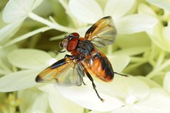 Flies in Flight: All - Diptera - fliegende Fliegen: Alle