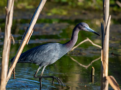 The little blue heron and the frog