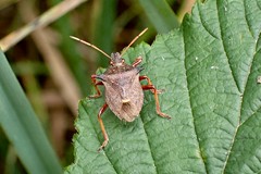 Shieldbugs of Northumberland 