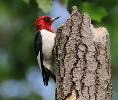 Pics- woodpecker