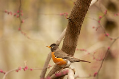 Bird Photography