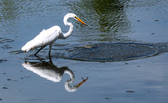 White Egret fishing in Ellicott Creek