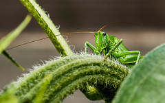 Grasshoppers Summer 2021