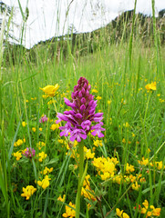 Flora of Pebrieres - orchids