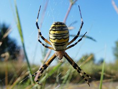Epeire fasciée - Wasp spider