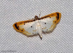 Moths of Thailand (Crambidae, Pyralidae, Spilomelinae)