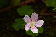 Flora of the Appalachian Mountains