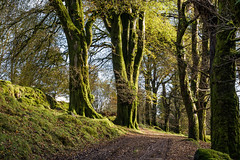 Dartmoor tracks