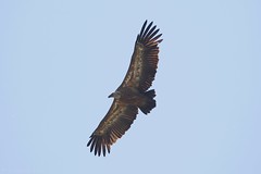 Vautour fauve - Griffon Vulture (Gyps fulvus)