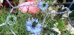 Love-in-a-Mist 2021