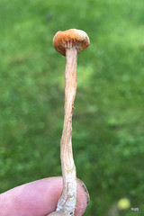 Fungi Paddestoelen Schimmels